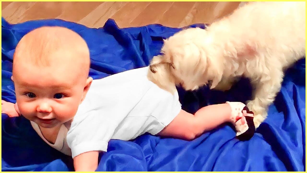 Funny Babies and Pets Compilation 🤣