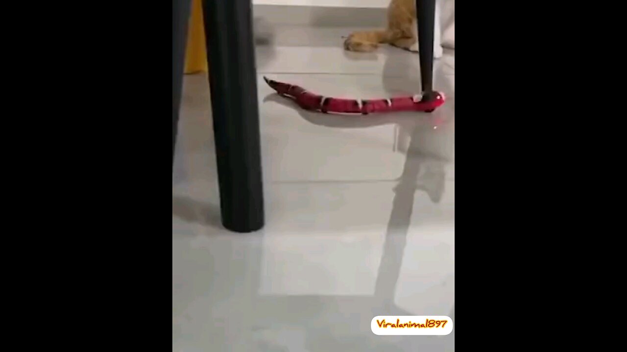 cute small cat prank funny moments🤣🤣