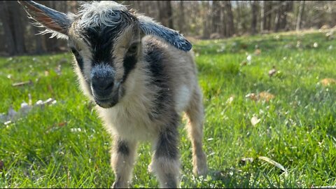 Baby Goats Playing and Jumping!