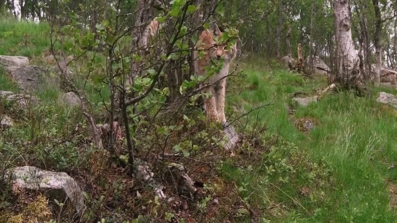 European lynx cub walking in the forest a summer evening