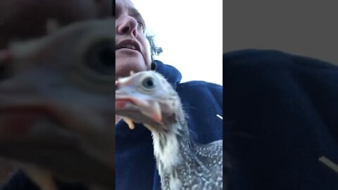 Retrieve Picachu from long grass to put back to bed