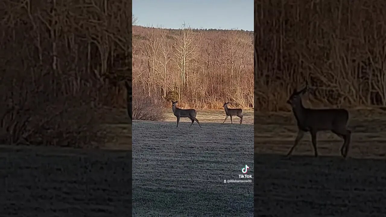 Deer Being Casual #nature #wildlife #animals #deer #whitetaildeer #Canada #nb #spring