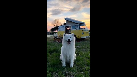 Dog acting