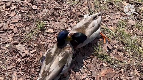 Birds also love together