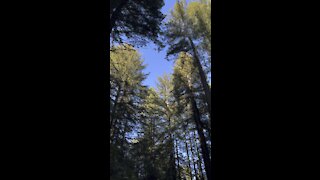 Redwood Hike Short