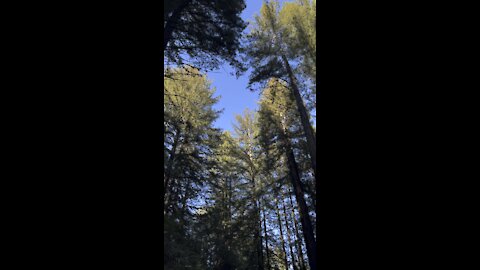 Redwood Hike Short