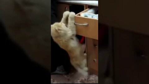 Cat fails | try to open the cabinet, Funny cute pets lovers, #Shorts