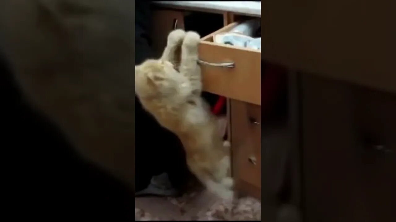 Cat fails | try to open the cabinet, Funny cute pets lovers, #Shorts