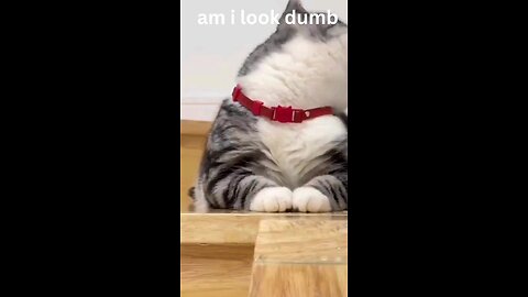 funny cat video