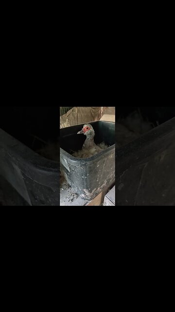 Will the sitting Duck attack me this morning #ducks #muscovy #muscovyducks #broodyducks