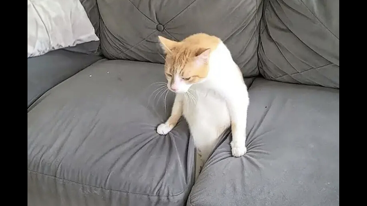 Funny cat video complication