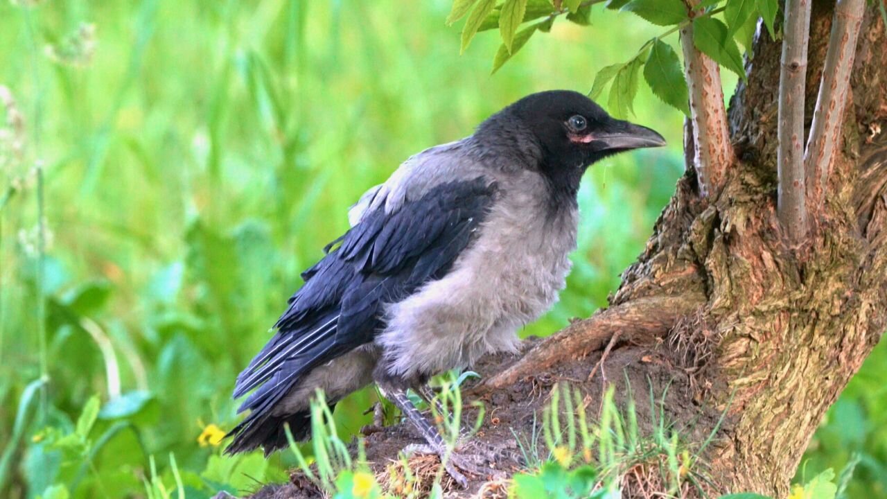 Adventures of Hooded Crow Fledgling: Climbs a Mountain