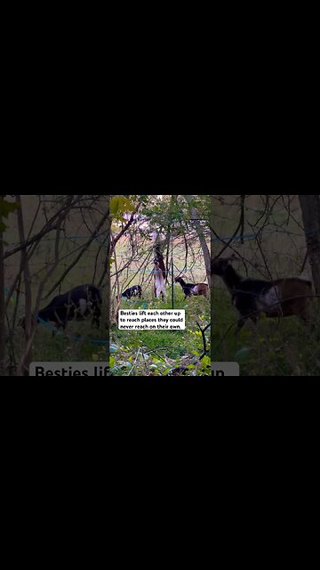 ✨Friendship✨ #shorts