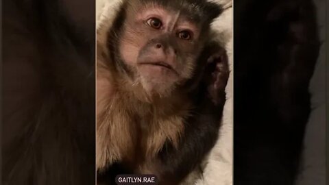 Just love me 💕 #gaitlynrae #loveme #capuchinmonkey #pet #animal #love #monkey #petlovers #lovestory