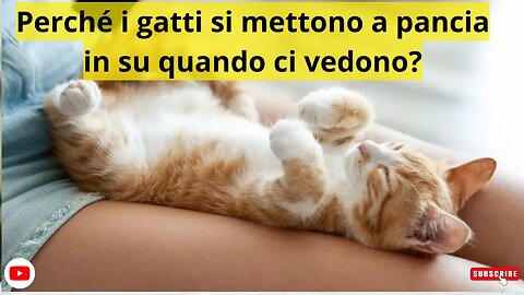 Perché i gatti si mettono a pancia in su quando ci vedono?