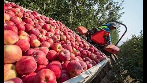 How to produce millions of Apple Tree - Apple Seedlings Production - Harvesting and processing Apple