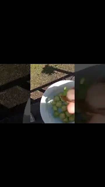 And brussel sprouts too update on growing