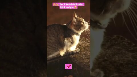 cute cat videos 😹funny videos 😂1382😻#shorts #catvideos #funnycatsvideos #cat #funny_cat #cutecat