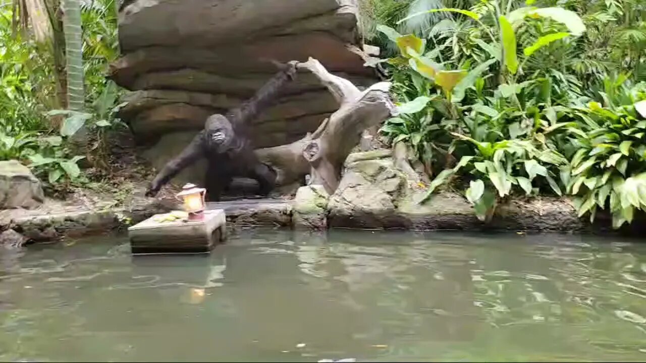 Disneyland Jungle Cruise Wild ANIMALS