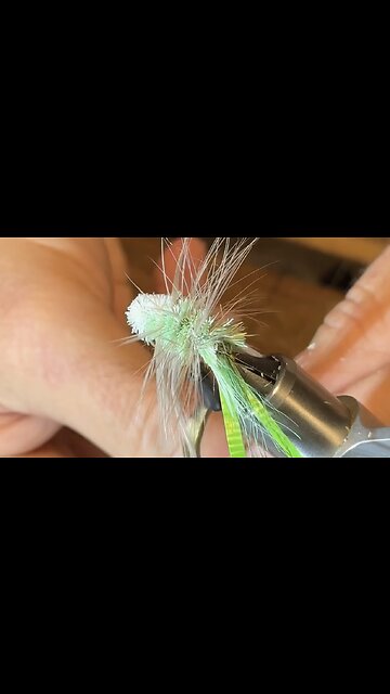 🎉The Salmon UB Happy Birthday BOMBER🎣