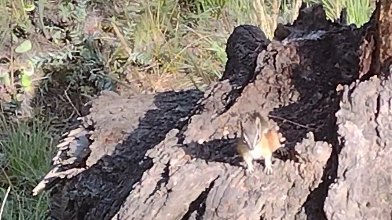 Chipmunk babies