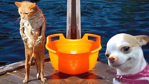 Funny Dogs And Cats Videos 2024 😅 - Best Funniest Animal Videos Of The week