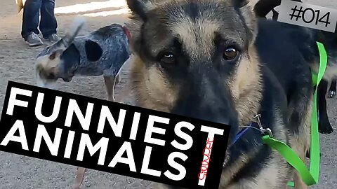 Dogs playing - Silly Pet #14