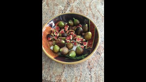 Fig Tree Update 7/19/23