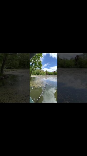Koi Fish in a Pond at Halifax Public Gardens