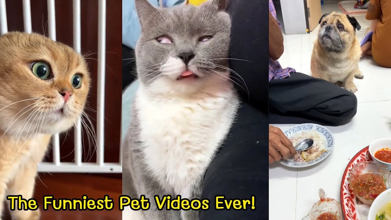 Try Not to Laught! The Funniest Pet Videos Ever! Ep.1