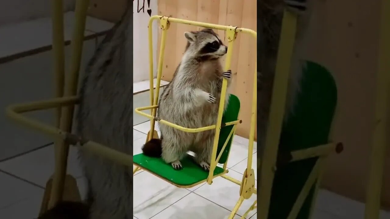 #shorts Смешные Еноты Из Тик Ток 63 Funny Tik Tok Raccoons