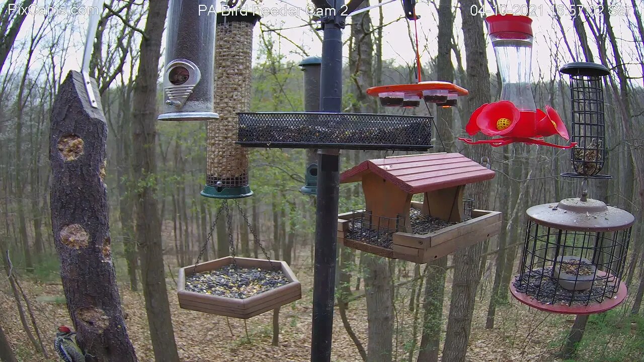 Yellow-bellied sapsucker visits Feeder 2!