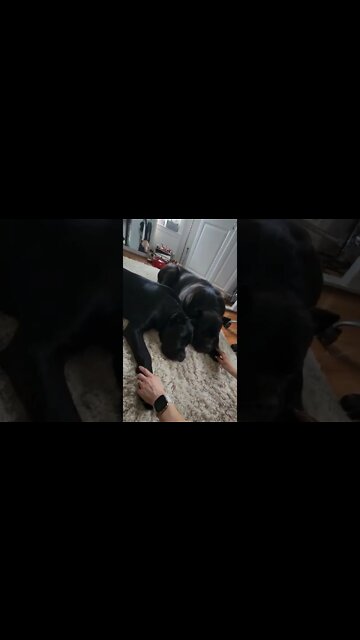 Puppies Can't Stay Awake - Mom Tickles #shorts #viral #puppy #funnydogs