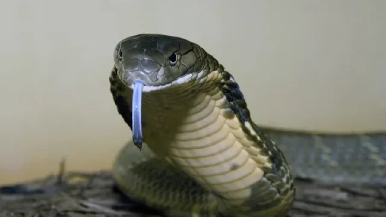 Cobra Catching TV: dig a cave to catch snake Episode 42| rescue India cobra in hole's mouse