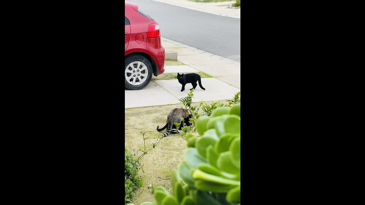 Cats with hormones at peak