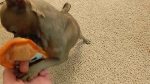 Playing with his new toy