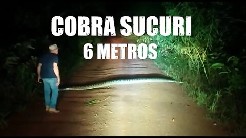 Sucuri de 6 Metros inpede a passagem de agricultor na linha 115 em Filadelfia, Alta Floresta RO