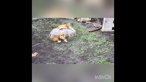 The Lion Family in Asahiyama Zoo2