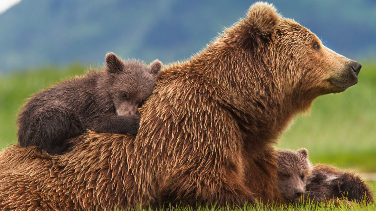 2022.12.14-Eliseo.Bonanno-L´IMPOTENTE FAMIGLIA ORSINI...ORSO E ORSINA