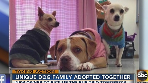 Yay! Homeless dog trio adopted together!