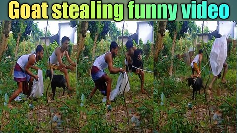 Goat stealing funny video