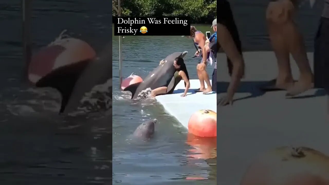 Dolphin is feeling a little frisky 💖💝💘🐬🐬🐬🐬