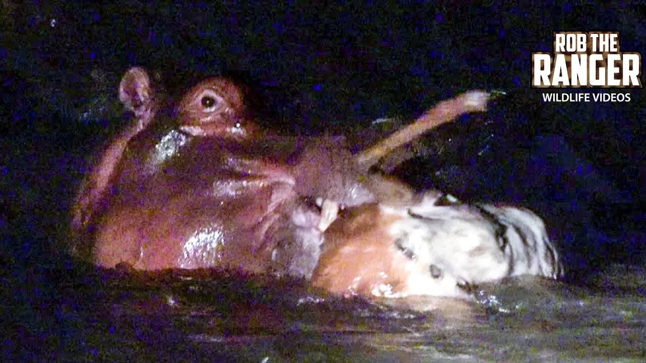 Watch This Extremely Rare Footage Of Hippo Eating Impala!! | Raw Africa