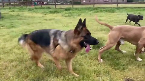 German Shepherd Attacks Pitbull OFF LEASH PARK Part 1 NBF KENNEL