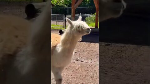 Gnarly hair on this Alpaca