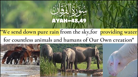 Holy Qur'an.Recitation of Surah Al Furqan,Ayah-48,49💕