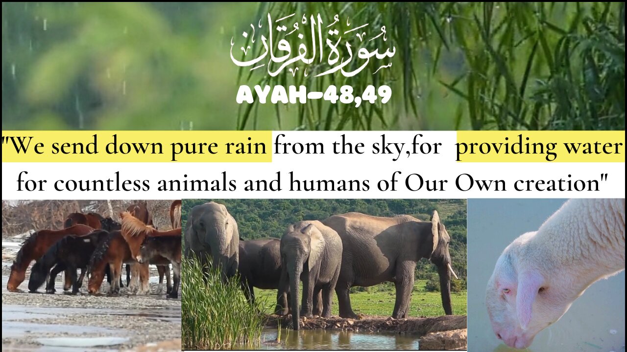 Holy Qur'an.Recitation of Surah Al Furqan,Ayah-48,49💕