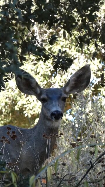 Mule Deer 🦌Doe Encounter