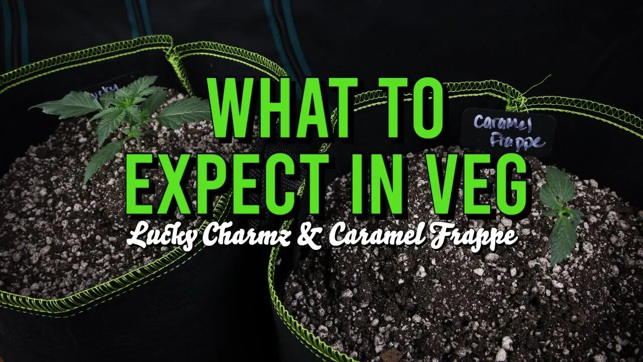 What to Expect in Veg (Lucky Charmz & Caramel Frappe)