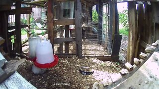 Snow White taking a dust bath under waterer